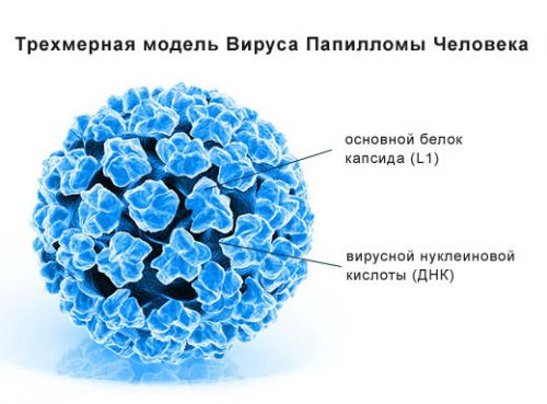 Вирус папилломы человека 