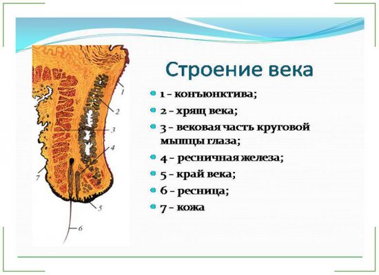 Строение века