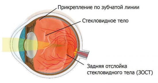 Стекловидное тело