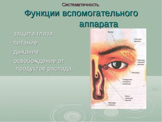 Функции вспомогательного аппарата глаза