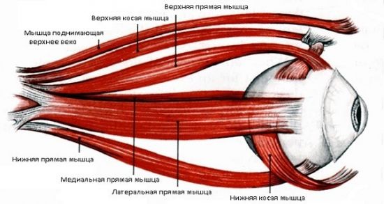 Глазодвигательные мышцы