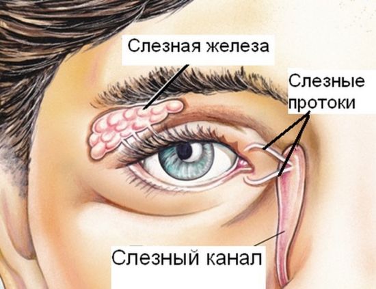 Слезный аппарат