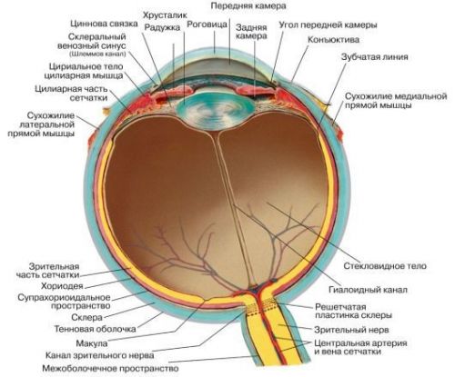 Строение глаза