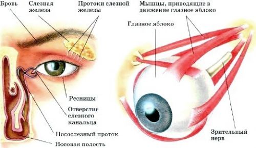 Строение глаза