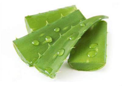 Листья алоэ Листья алоэ