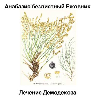 Трава ежовник