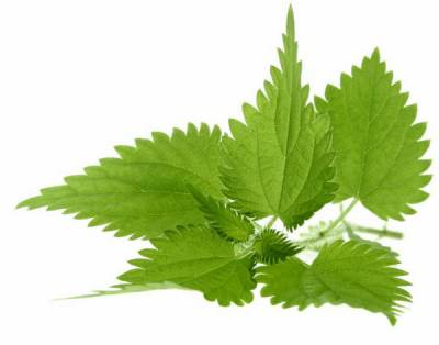 Крапива Крапива