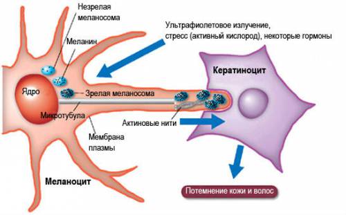 Процесс пигментации кожи