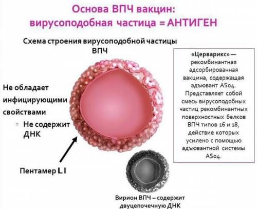 Действие вакцины от ВПЧ
